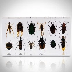 RealCoolBugs Authentic 12 Insect Specimens/ Resin Display Ancient Artifacts