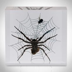 RealCoolBugs Authentic 'Spider + Fly' Resin Paperweight/Display