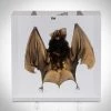 RealCoolBugs Ready To Ship! 48 Hour Shipping! Authentic Large Bat Resin Paperweight/Display
