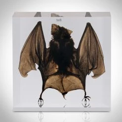 RealCoolBugs Ready To Ship! 48 Hour Shipping! Authentic Large Bat Resin Paperweight/Display