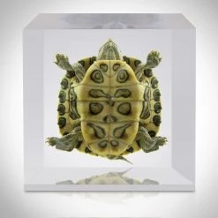 RealCoolBugs Authentic Turtle Custom Resin Display / Paperweight