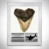 RARE-T Megalodon Shark Tooth - Authentic Huge 5"-7" Fossilized Megalodon Shark Tooth Custom Museum Display Ancient Artifacts