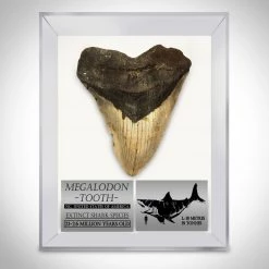 RARE-T Megalodon Shark Tooth - Authentic Huge 5"-7" Fossilized Megalodon Shark Tooth Custom Museum Display Ancient Artifacts