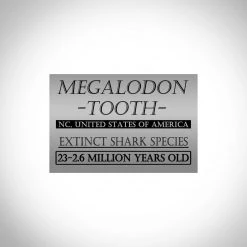 RARE-T Megalodon Shark Tooth - Authentic Huge 5