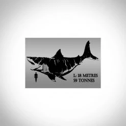 RARE-T Megalodon Shark Tooth - Authentic Huge 5