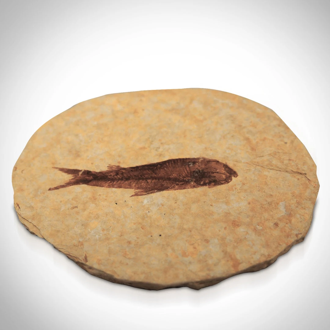 BEN - SKULL STORE Authentic Knightia Fish Fossil Custom Museum Display 2 BEN - SKULL STORE Authentic Knightia Fish Fossil Custom Museum Display