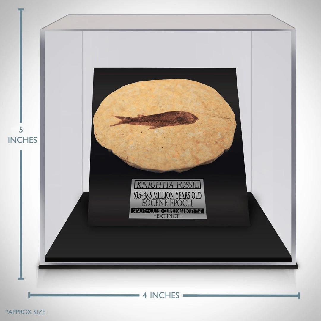 BEN - SKULL STORE Authentic Knightia Fish Fossil Custom Museum Display 4 BEN - SKULL STORE Authentic Knightia Fish Fossil Custom Museum Display