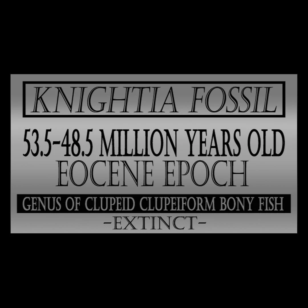 BEN - SKULL STORE Authentic Knightia Fish Fossil Custom Museum Display 5 BEN - SKULL STORE Authentic Knightia Fish Fossil Custom Museum Display