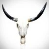 Rare-T Texas Longhorn Skull - Authentic 37" Texas Longhorn Skull Ancient Artifacts
