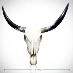 Rare-T Texas Longhorn Skull - Authentic 37" Texas Longhorn Skull Ancient Artifacts