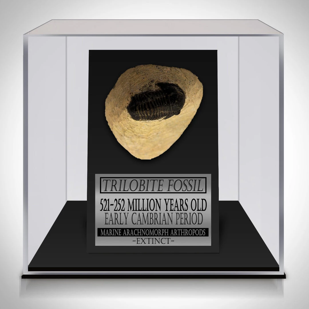 RARE-T Trilobite Fossil - Ancient Trilobite Fossil 252-521 Million Years Old Custom Museum Display Ancient Artifacts 1 RARE-T Trilobite Fossil - Ancient Trilobite Fossil 252-521 Million Years Old Custom Museum Display Ancient Artifacts