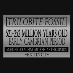 RARE-T Trilobite Fossil - Ancient Trilobite Fossil 252-521 Million Years Old Custom Museum Display Ancient Artifacts 9 RARE-T Trilobite Fossil - Ancient Trilobite Fossil 252-521 Million Years Old Custom Museum Display Ancient Artifacts