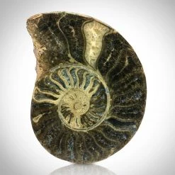 Ancient Artifacts Authentic Giant Ammonite Shell Fossil Displayed In A Rare-T Exclusive Custom Museum Display