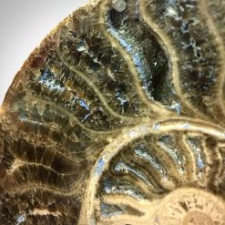 Ancient Artifacts Authentic Giant Ammonite Shell Fossil Displayed In A Rare-T Exclusive Custom Museum Display