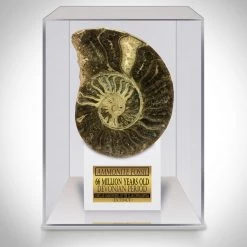 Ancient Artifacts Authentic Giant Ammonite Shell Fossil Displayed In A Rare-T Exclusive Custom Museum Display