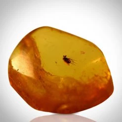 RARE-T Ancient Artifacts Baltic Amber Fossil- 125-135 Million Years Old Baltic Amber Fossil & Insect Inclusion Museum Display