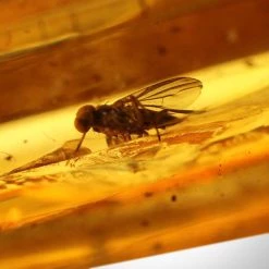 RARE-T Ancient Artifacts Baltic Amber Fossil- 125-135 Million Years Old Baltic Amber Fossil & Insect Inclusion Museum Display