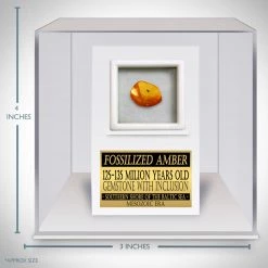 RARE-T Ancient Artifacts Baltic Amber Fossil- 125-135 Million Years Old Baltic Amber Fossil & Insect Inclusion Museum Display