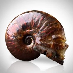 Best Of Egypt Skull Ammonite Shell Fossil - Hand-Carved Skull Ammonite Shell Fossil Custom Museum Display Ancient Artifacts