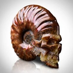 Best Of Egypt Skull Ammonite Shell Fossil - Hand-Carved Skull Ammonite Shell Fossil Custom Museum Display Ancient Artifacts