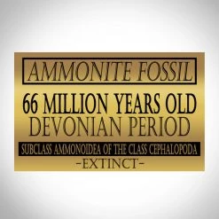 Best Of Egypt Skull Ammonite Shell Fossil - Hand-Carved Skull Ammonite Shell Fossil Custom Museum Display Ancient Artifacts