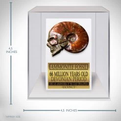 Best Of Egypt Skull Ammonite Shell Fossil - Hand-Carved Skull Ammonite Shell Fossil Custom Museum Display Ancient Artifacts