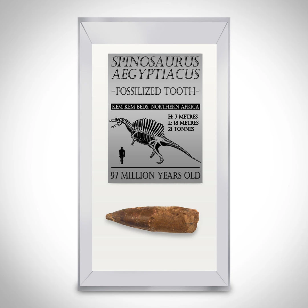 RARE-T Spinosaurus Tooth - 97 Million Years Old Spinosaurus Tooth 2"- 4" Inches Long Custom Museum Display Ancient Artifacts 1 RARE-T Spinosaurus Tooth - 97 Million Years Old Spinosaurus Tooth 2"- 4" Inches Long Custom Museum Display Ancient Artifacts