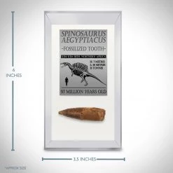 RARE-T Spinosaurus Tooth - 97 Million Years Old Spinosaurus Tooth 2"- 4" Inches Long Custom Museum Display Ancient Artifacts 9 RARE-T Spinosaurus Tooth - 97 Million Years Old Spinosaurus Tooth 2