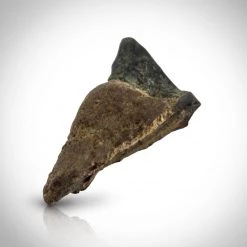 RARE-T Triceratops Tooth Fossil- 68-66 Million Years Old Fossilized Triceratops Tooth Custom Museum Display