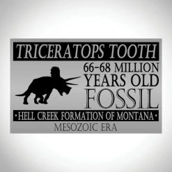 RARE-T Triceratops Tooth Fossil- 68-66 Million Years Old Fossilized Triceratops Tooth Custom Museum Display