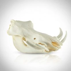 RARE-T Ancient Artifacts Warthog Skull- Authentic South African Warthog Skull Custom Museum Display