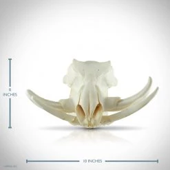 RARE-T Ancient Artifacts Warthog Skull- Authentic South African Warthog Skull Custom Museum Display