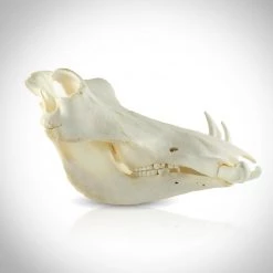 RARE-T Ancient Artifacts Warthog Skull- Authentic South African Warthog Skull Custom Museum Display