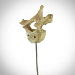 RARE-T Human Vertebrae - Authentic Human Vertebrae Display Stand