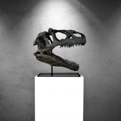 RARE-T Allosaurus Dinosaur Museum Cast Skull Display Mount Ancient Artifacts