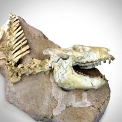 RARE-T Oreodont Skeleton - Fossilized Prehistoric Partial Oreodont Skeleton Mount Ancient Artifacts
