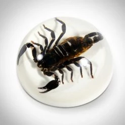 Insect Authentic 'Scorpion Sphere' Resin Paperweight/Display