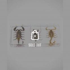Insect Taxidermy - Authentic 3 Scorpion Palamnaersus Set Resin Paperweight/Display Ancient Artifacts