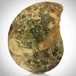 Best Of Egypt Ancient Artifacts Ammonite Shell Fossil Custom Museum Display