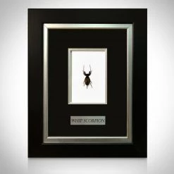 Insect Whip Scorpion- Authentic Whip Scorpion Custom Museum Frame