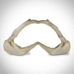 Authentic Huge Bull Shark Jaw Rare-T Exclusive Museum Display