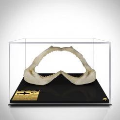Authentic Huge Bull Shark Jaw Rare-T Exclusive Museum Display