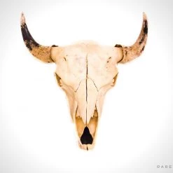 BEN - SKULL STORE Authentic 'Bison/American Buffalo Skull' Wall Mount