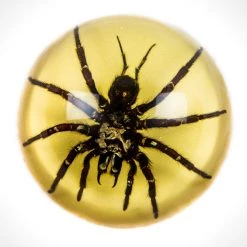 Insect Ancient Artifacts Authentic 'Tarantula' Resin Paperweight/Display Dome