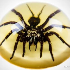 Insect Ancient Artifacts Authentic 'Tarantula' Resin Paperweight/Display Dome