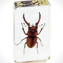 Insect Authentic 'Red Wine-Antler Stag Beetle' Resin Paperweight/Display