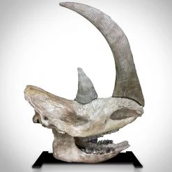 BEN - SKULL STORE Authentic Siberian Woolly Rhinoceros Skull (Coelodonta Antiquitatis) Custom Stand Ancient Artifacts