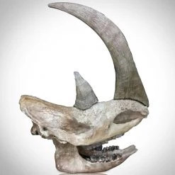 BEN - SKULL STORE Authentic Siberian Woolly Rhinoceros Skull (Coelodonta Antiquitatis) Custom Stand Ancient Artifacts