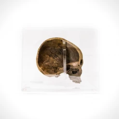 Ancient Artifacts Authentic Human Skull Headhunting Trophy Rare-T Exclusive Museum Display