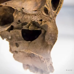 Ancient Artifacts Authentic Human Skull Headhunting Trophy Rare-T Exclusive Museum Display